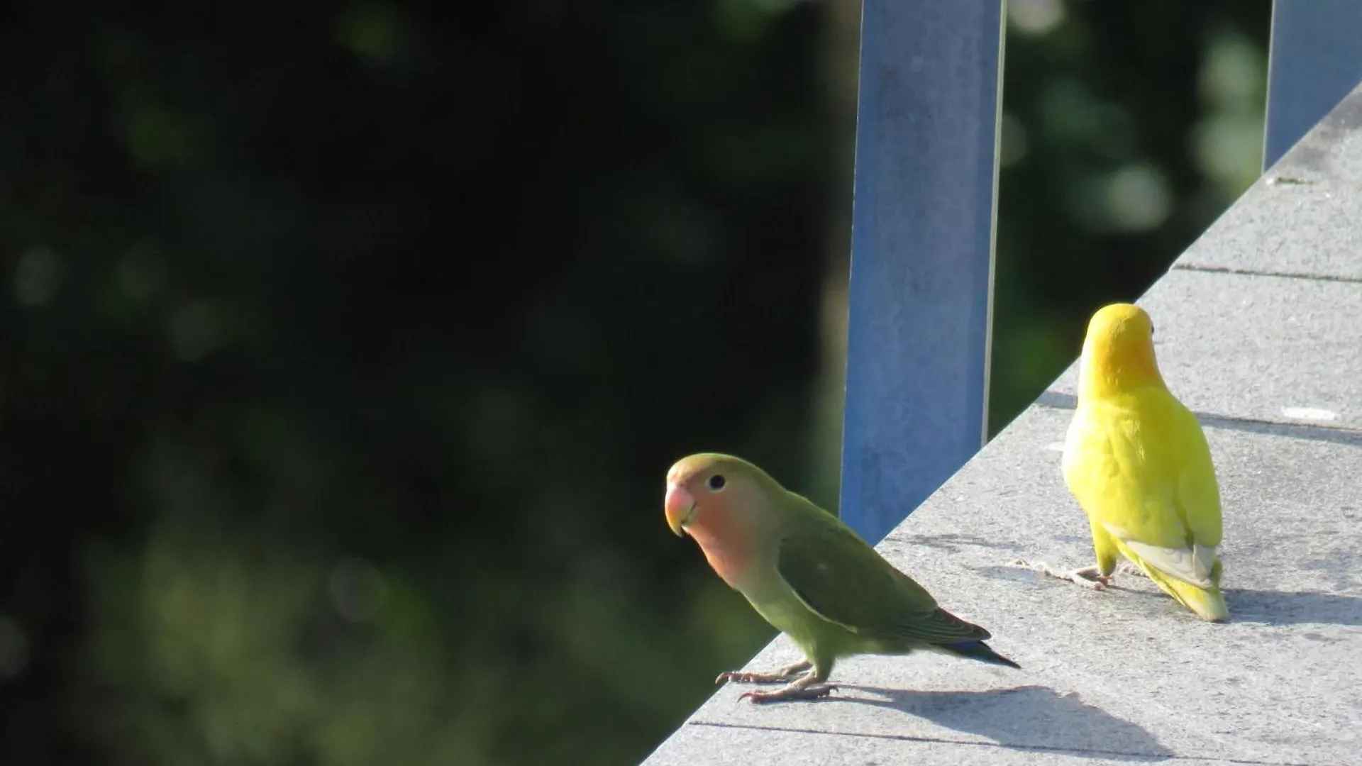 Ketya Villa Des Oiseaux Le Moule